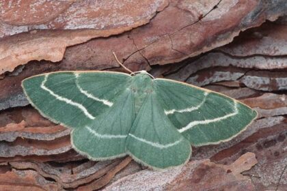 ©Peter Bucher_Falena geometra verde smeraldo (Hylaea fasciaria)